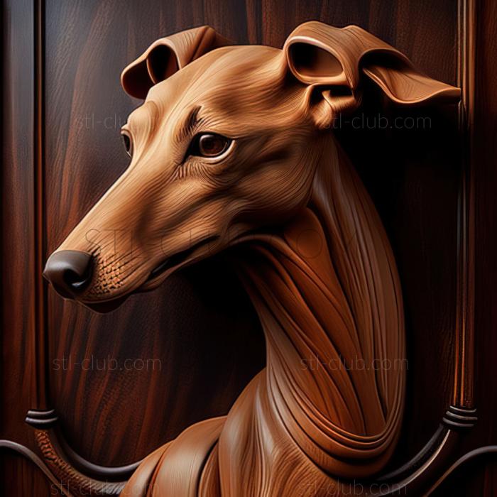 st Hungarian Greyhound dog